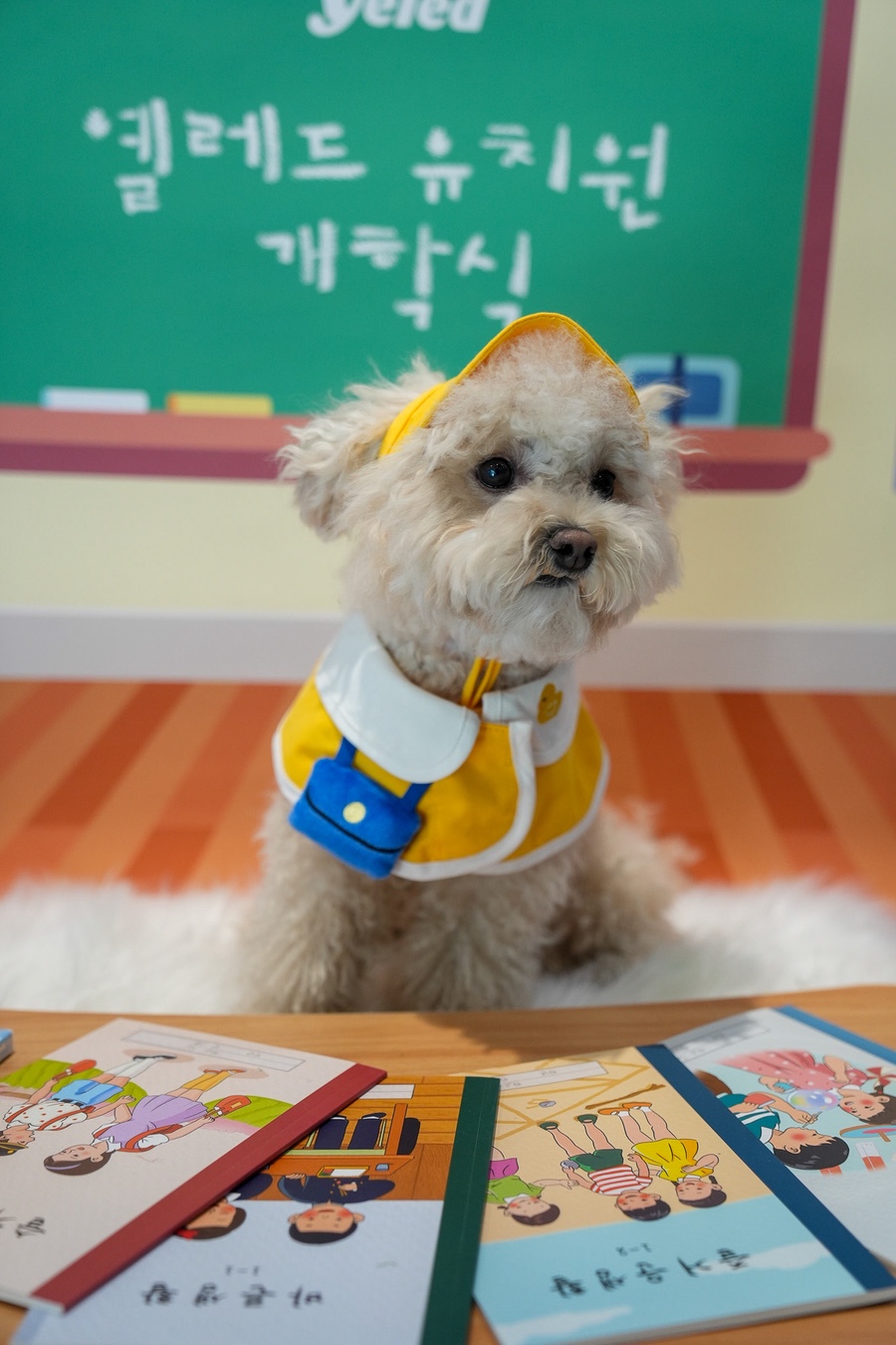 동천동 강아지 유치원 옐레드, 체계적 프로그램과 안전한 시설 — 사진 5