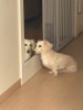 동탄 이음동물병원 IVDD 수술 후기: 강아지 디스크 치료 비용과 회복 — 사진 4