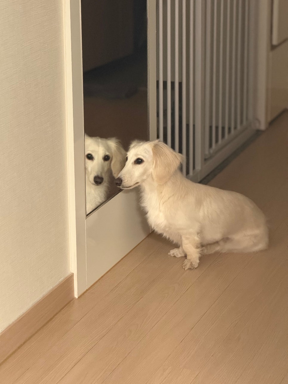 동탄 이음동물병원 IVDD 수술 후기: 강아지 디스크 치료 비용과 회복 — 사진 4