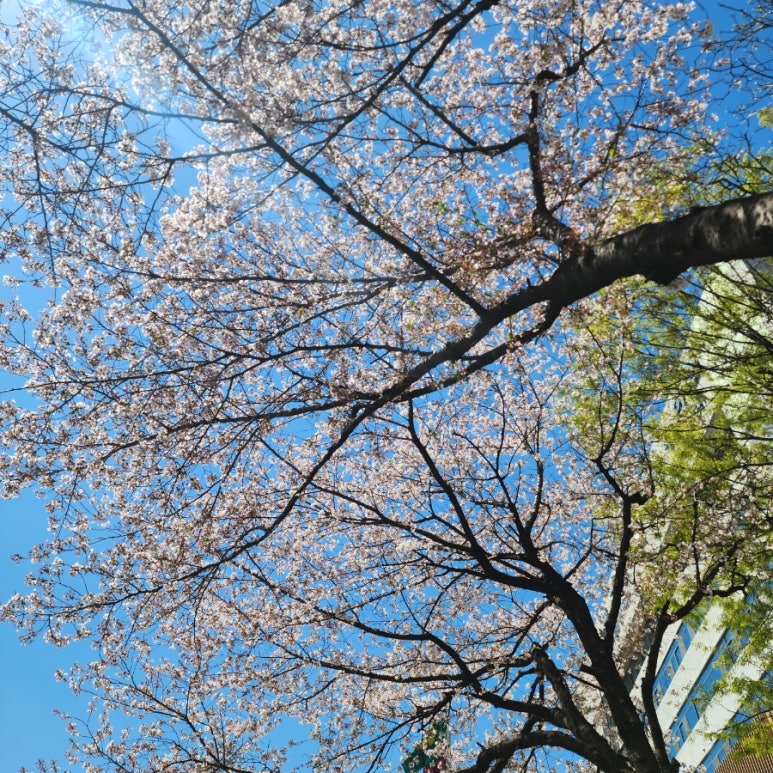 신의주찹쌀순대 노원구청점 사진 5