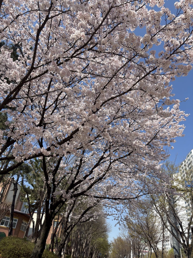 바른치킨 안산본오점 사진 8