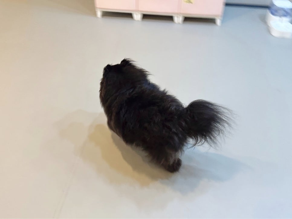 노원 강아지 유치원 성향 테스트 상담 후기 — 사진 6