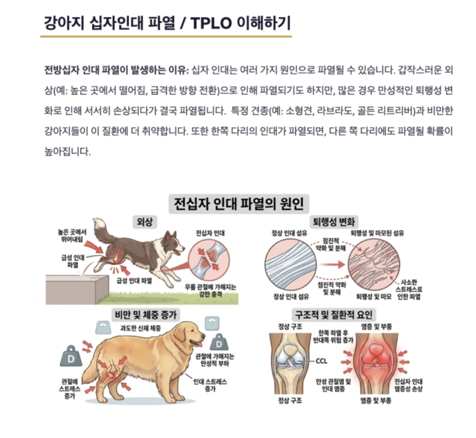 비숑 십자인대 파열 수술, TPLO 비용 및 회복 과정 — 사진 3