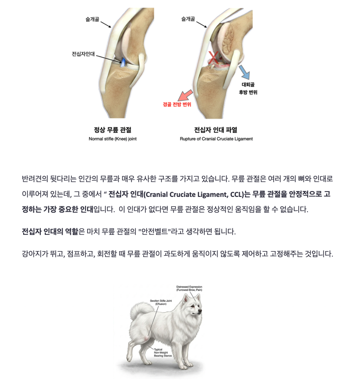 비숑 십자인대 파열 수술, TPLO 비용 및 회복 과정 — 사진 2