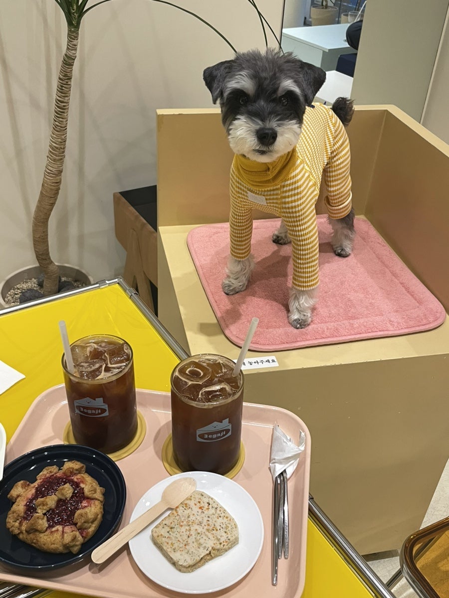 성남 모란역 애견동반 카페 '세가지' 방문 후기 — 사진 10
