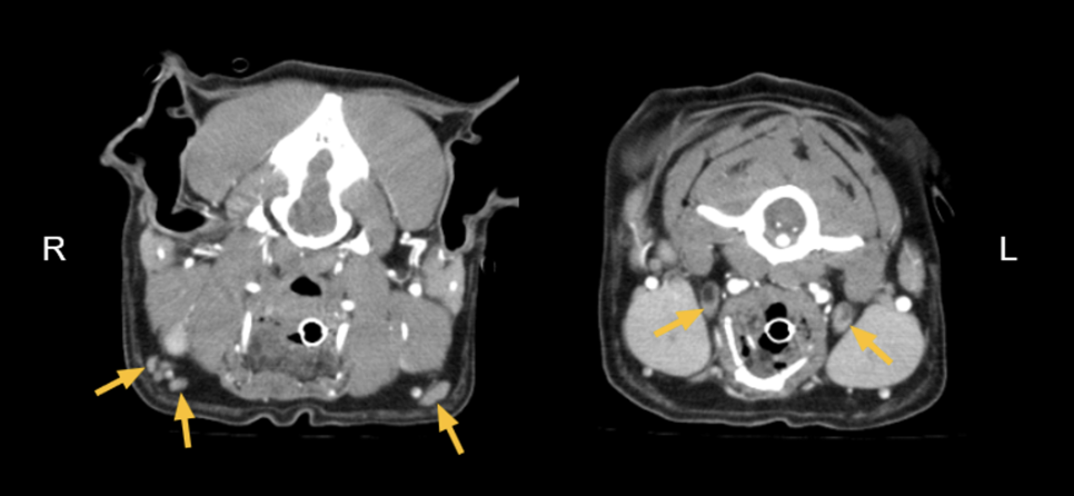송파 강아지 두개골 종양 수술, CT·MRI 진단 및 재건 후기 — 사진 6