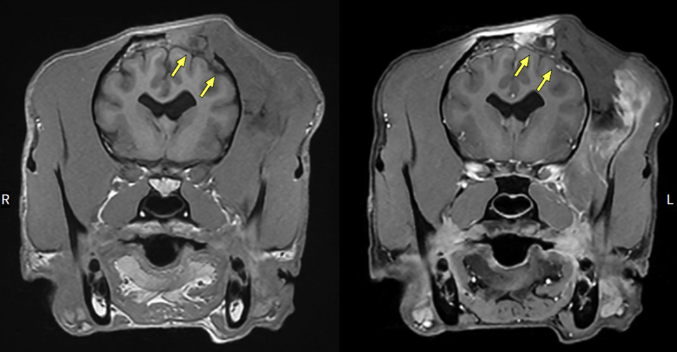 송파 강아지 두개골 종양 수술, CT·MRI 진단 및 재건 후기 — 사진 9