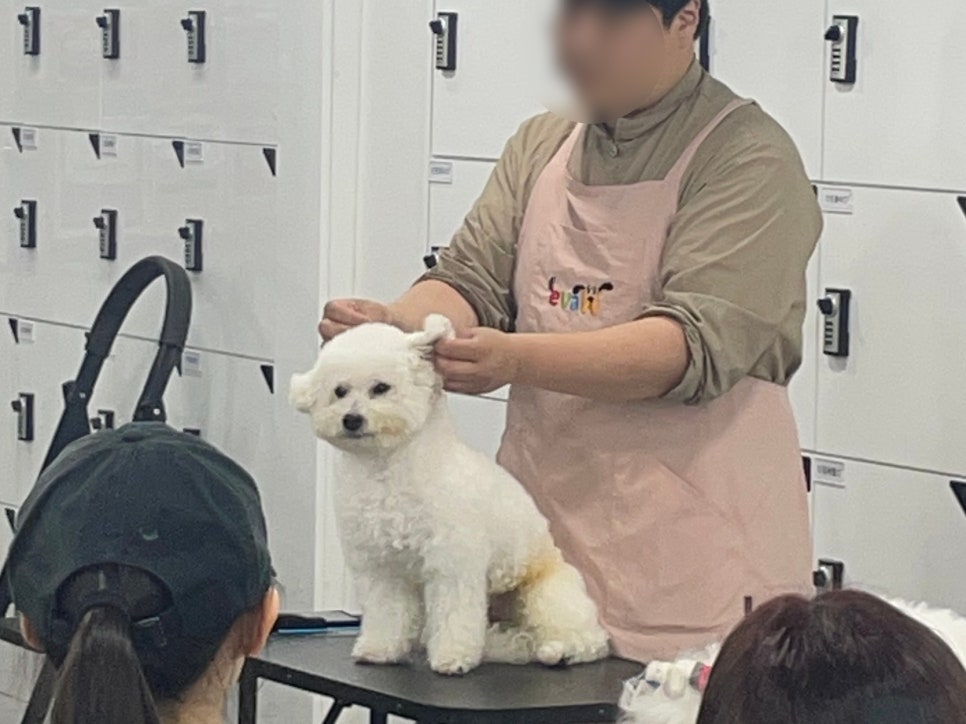 노원애견미용학원 특강: 견종별 커트 노하우와 전문가 자세 — 사진 4
