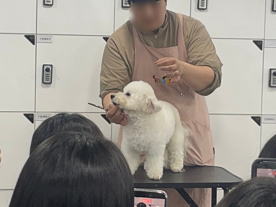 노원애견미용학원 특강: 견종별 커트 노하우와 전문가 자세 — 사진 2
