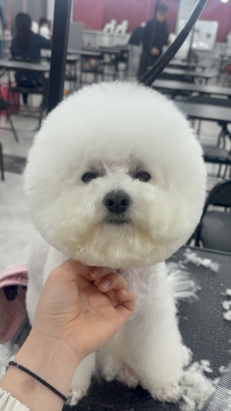 강서구 애견미용학원: 비용, 실습, 국비지원 비교 — 사진 5