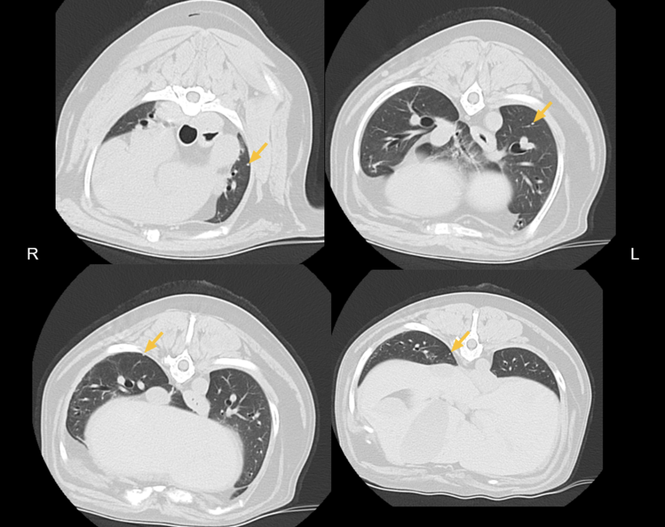 송파 강아지 두개골 종양 수술, CT·MRI 진단 및 재건 후기 — 사진 7