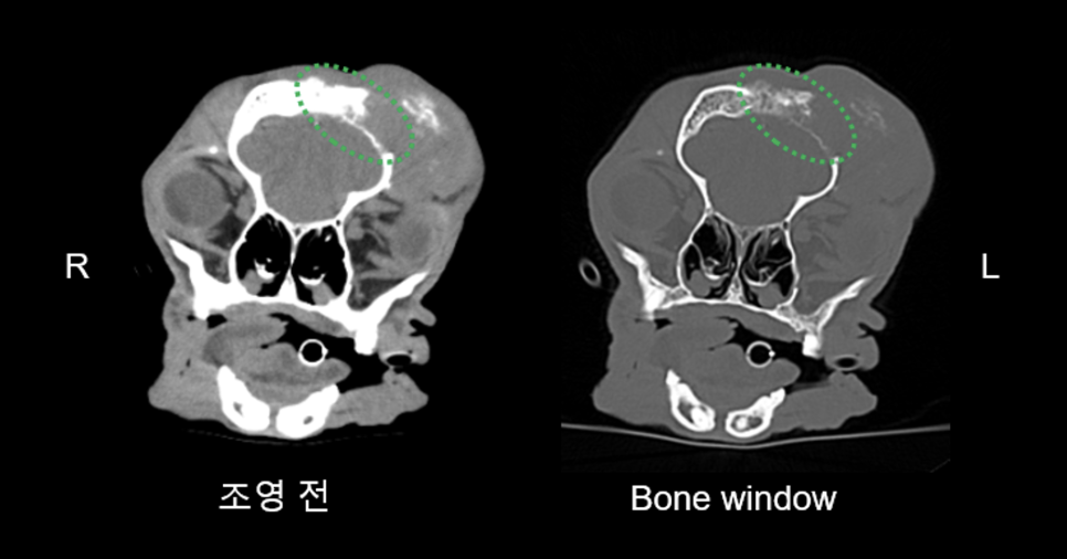 송파 강아지 두개골 종양 수술, CT·MRI 진단 및 재건 후기 — 사진 5