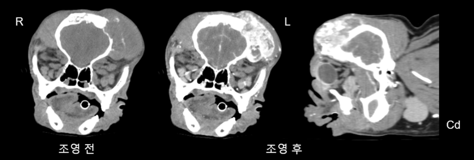 송파 강아지 두개골 종양 수술, CT·MRI 진단 및 재건 후기 — 사진 4