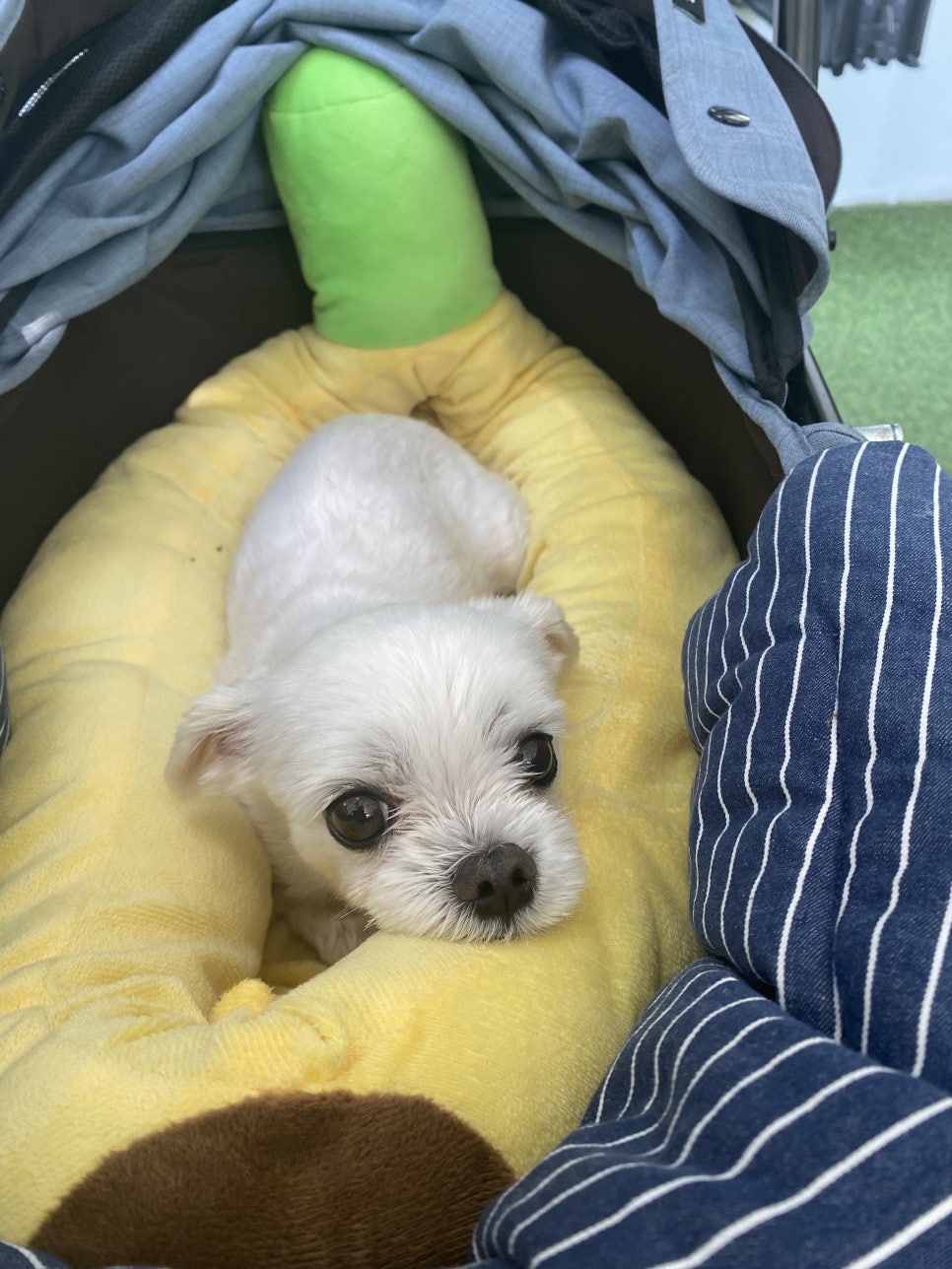 펫시터 자격증 현실 총정리: 비용, 취업, 난이도 완벽 분석 — 사진 5