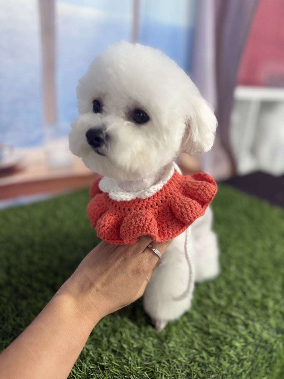 강서구 애견미용학원: 비용, 실습, 국비지원 비교 — 사진 2