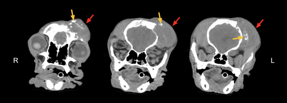 송파 강아지 두개골 종양 수술, CT·MRI 진단 및 재건 후기 — 사진 3