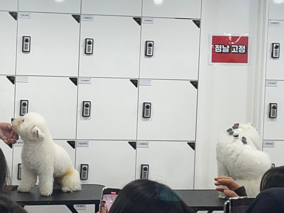 노원애견미용학원 특강: 견종별 커트 노하우와 전문가 자세 — 사진 6