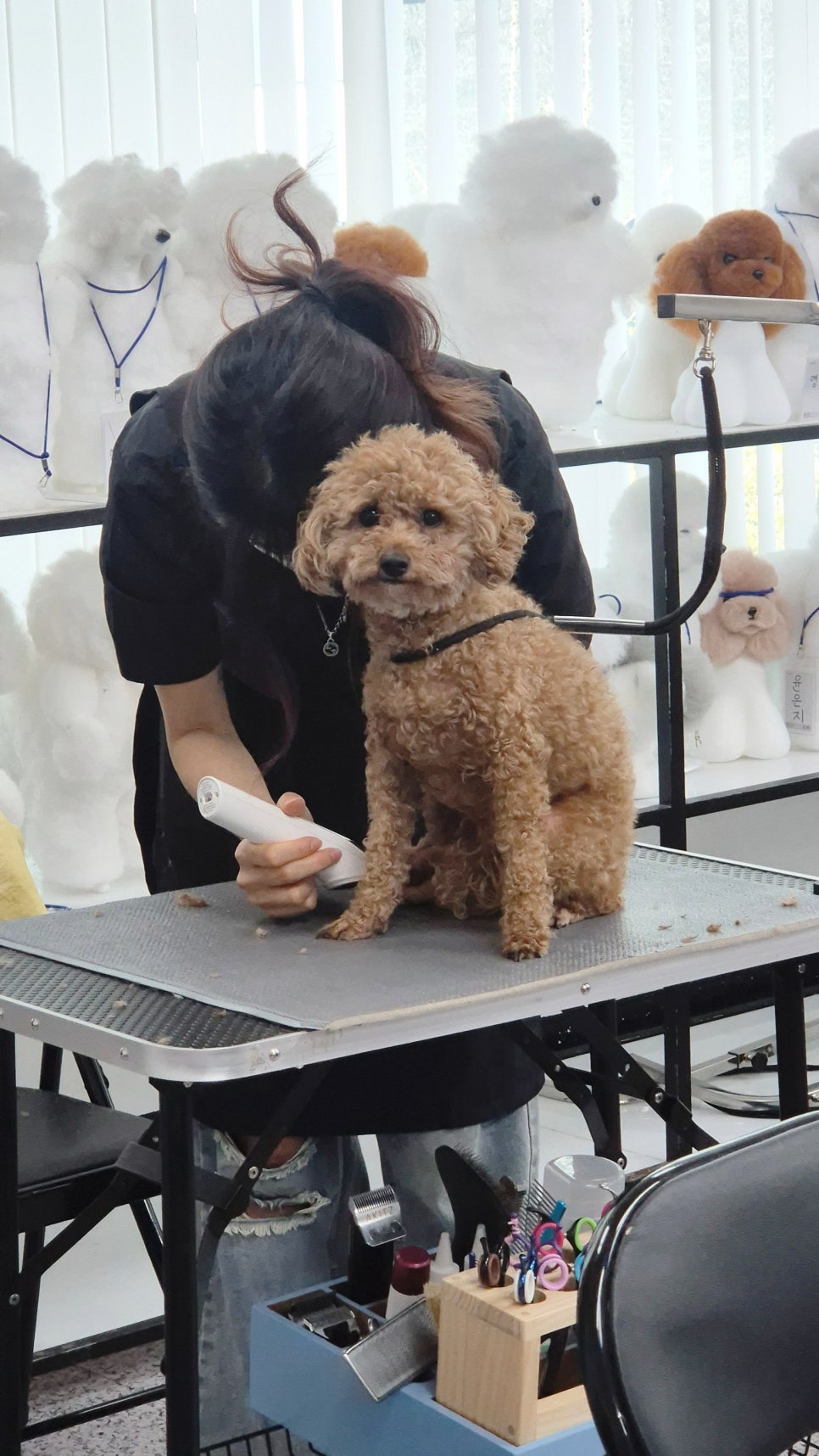송파 애견미용학원: 자격증부터 창업까지 현실적인 선택 가이드