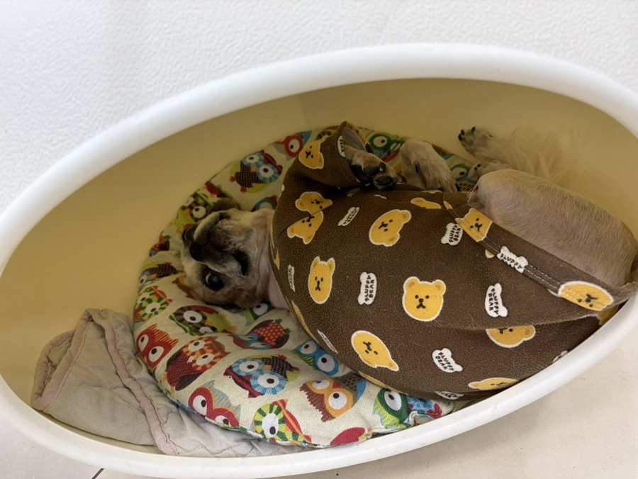 강아지 목디스크 MRI 진단, 24시수동물병원 비용 및 후기 — 사진 16
