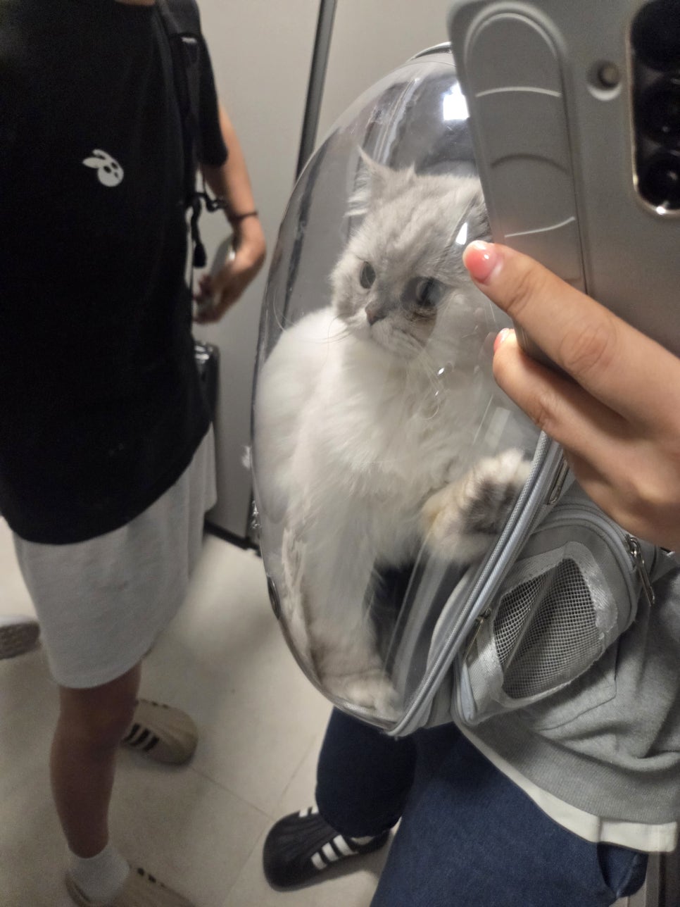 대구 고양이 무마취 미용, 스파 후기 (무냥무냥 원대점) — 사진 2
