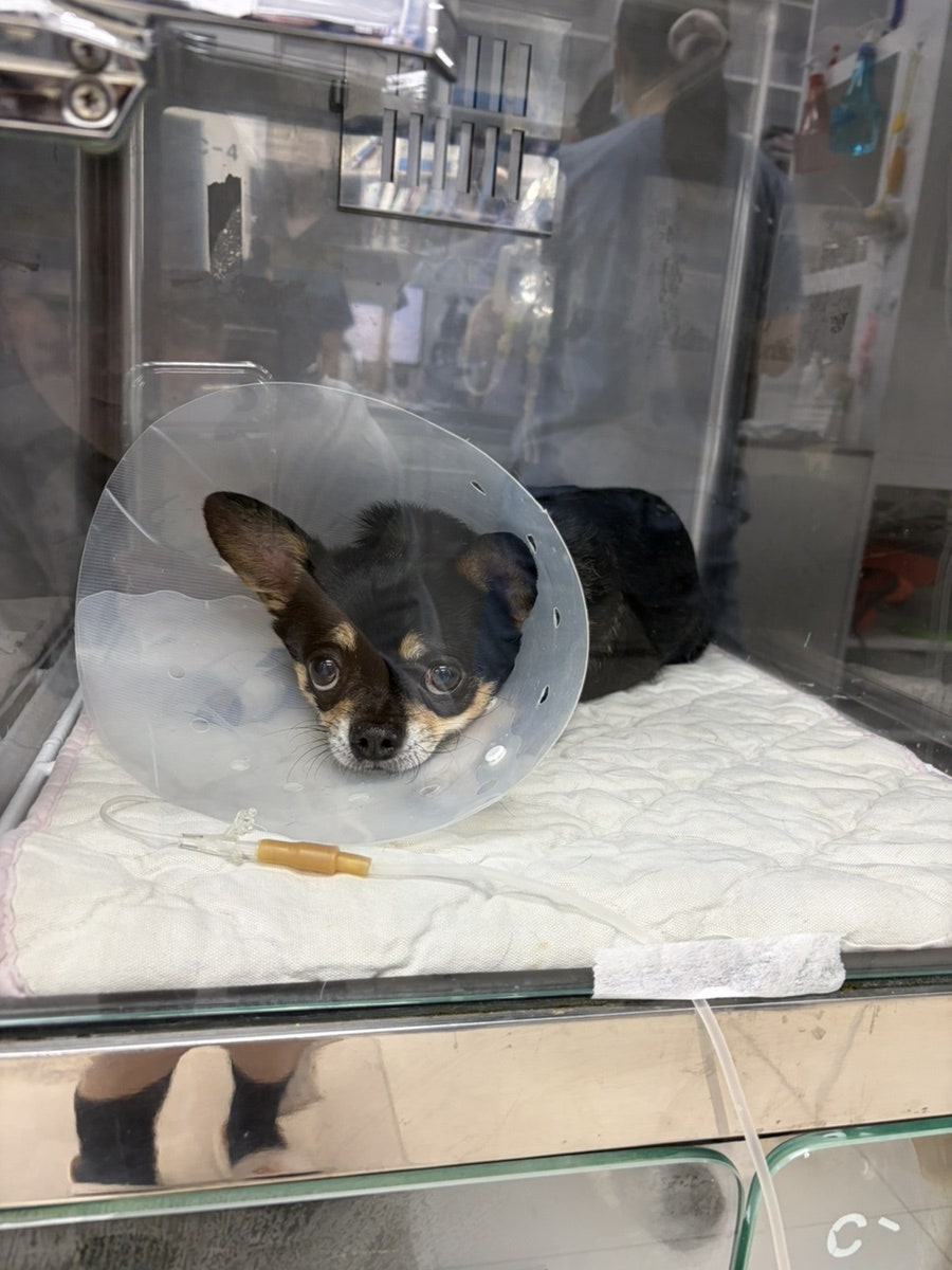 강아지 목디스크 MRI 진단, 24시수동물병원 비용 및 후기 — 사진 12