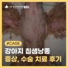 서초 강아지 침샘낭종 수술 비용 및 회복 후기