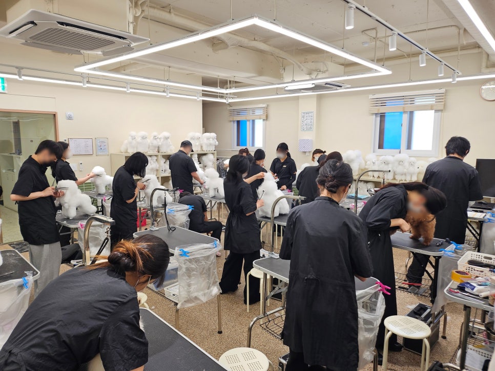 서초 애견미용학원: 자격증부터 취업·창업까지 완벽 대비 — 사진 2