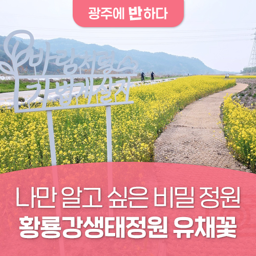광주 황룡강변에 유채꽃 활짝···봄나들이 명소로 '주목'