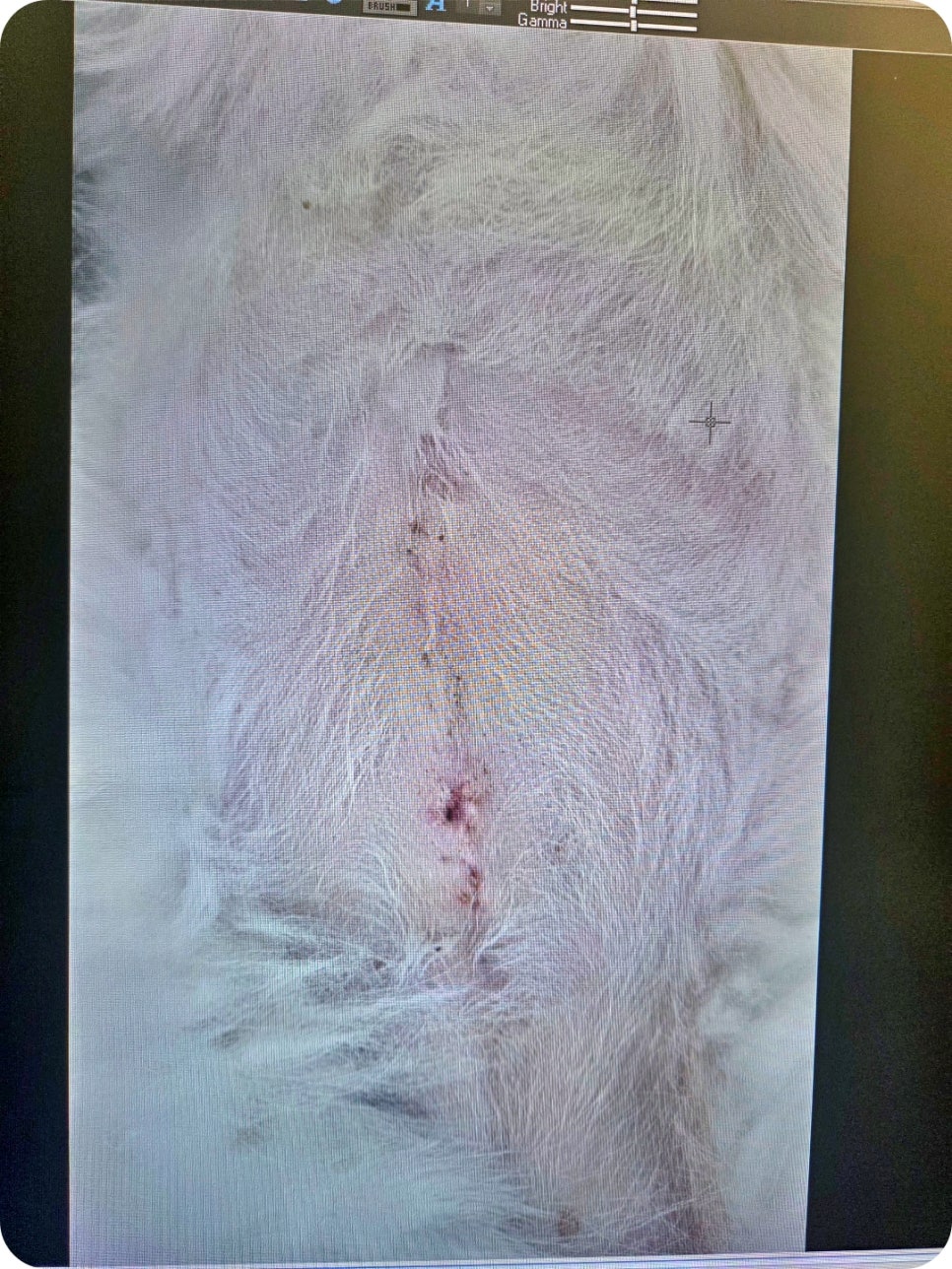 대구 강아지 간종양 수술, 본동물메디컬센터 수성점 후기 — 사진 13