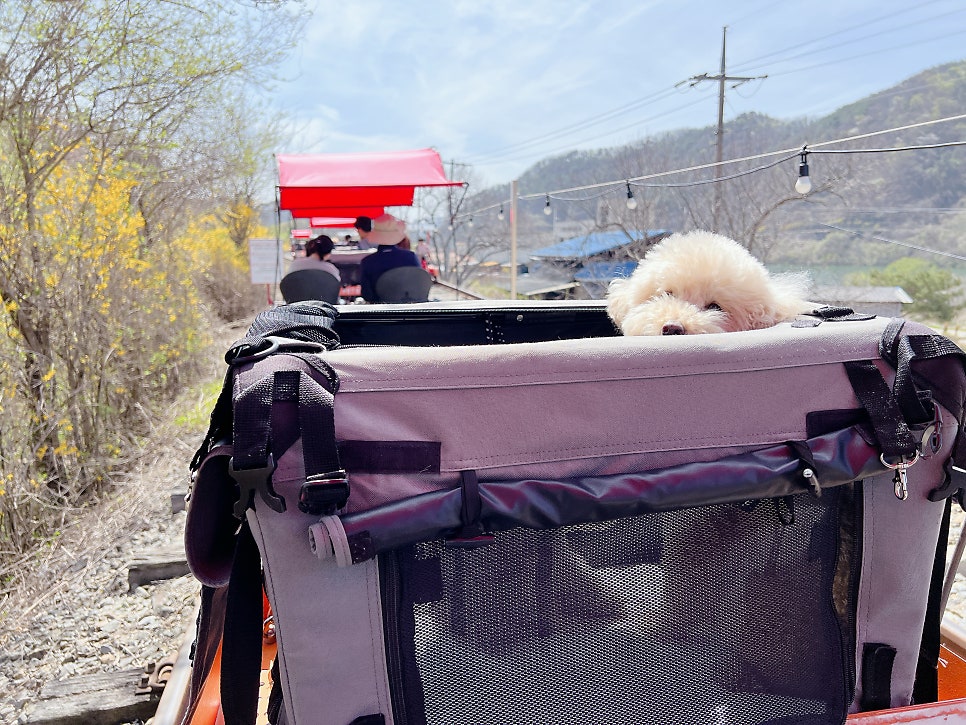 경강 레일바이크, 강아지와 함께하는 특별한 여행 — 사진 17