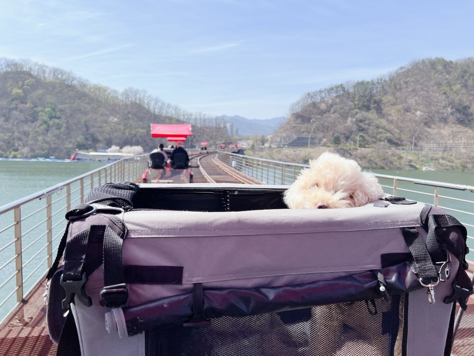 경강 레일바이크, 강아지와 함께하는 특별한 여행 — 사진 20