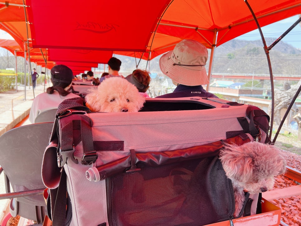 경강 레일바이크, 강아지와 함께하는 특별한 여행 — 사진 13