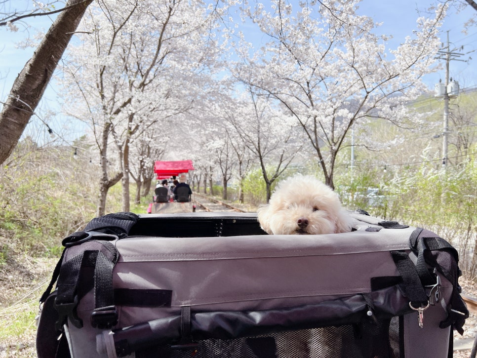 경강 레일바이크, 강아지와 함께하는 특별한 여행 — 사진 16