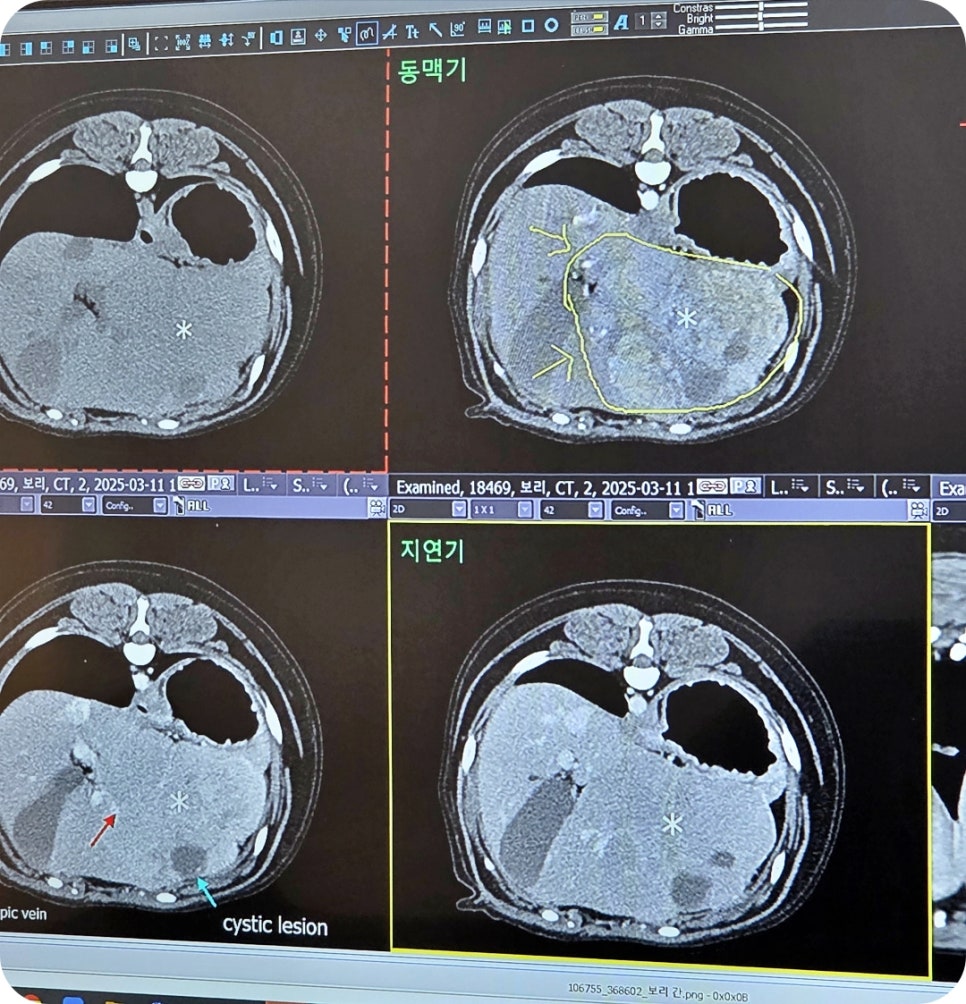 대구 강아지 간종양 수술, 본동물메디컬센터 수성점 후기 — 사진 4