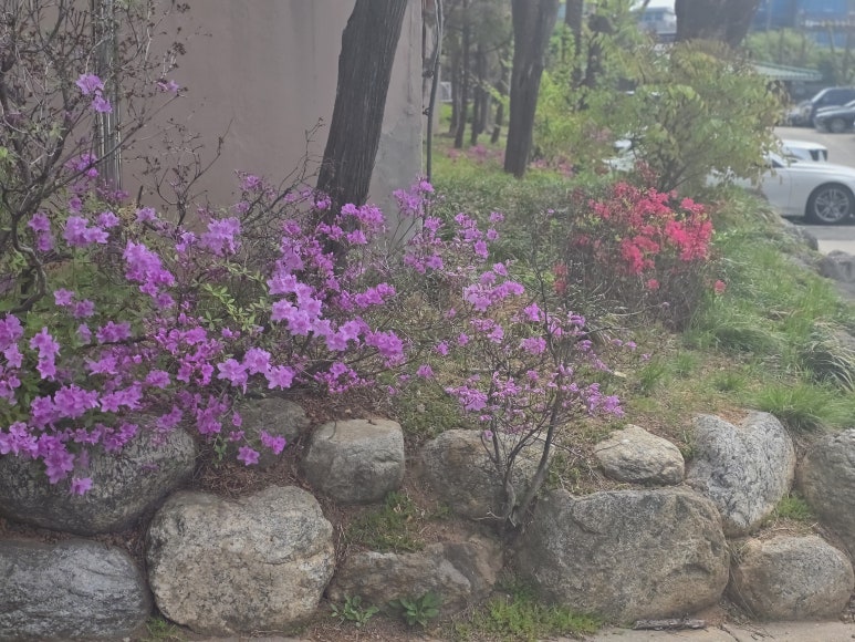 장금이집밥 사진 2