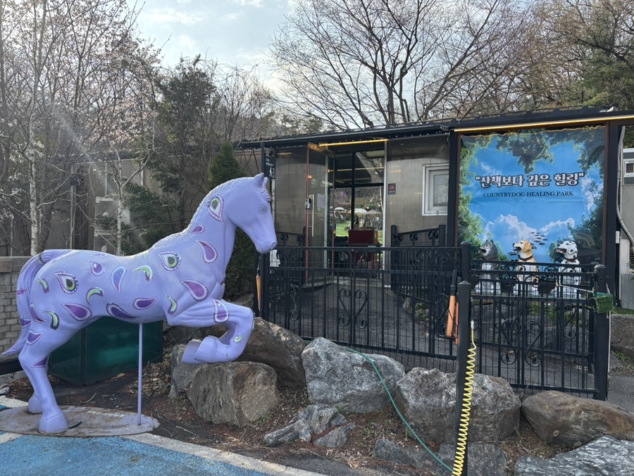 용인 컨츄리독 힐링파크, 넓은 운동장 애견카페 후기