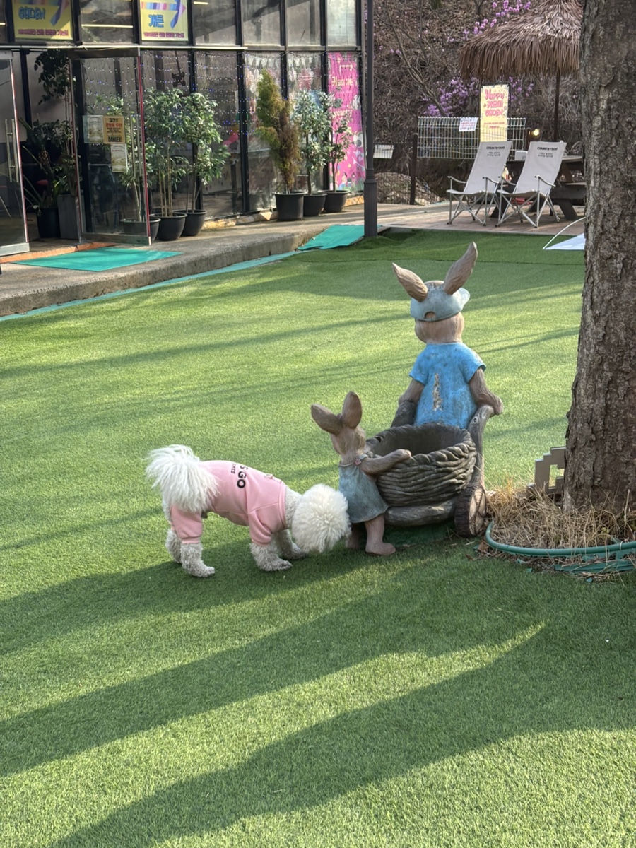 용인 컨츄리독 힐링파크, 넓은 운동장 애견카페 후기 — 사진 5