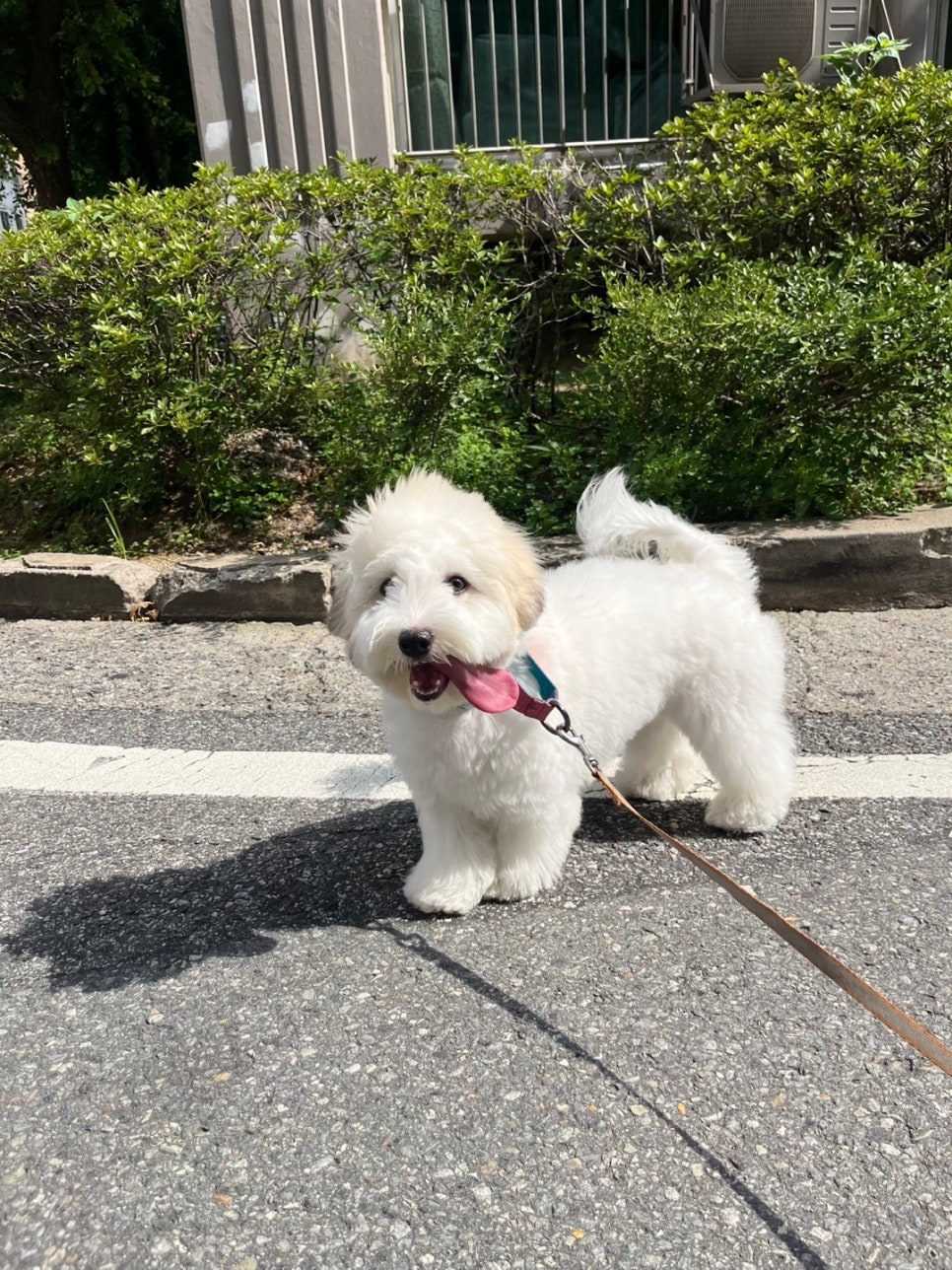 잠실 강아지 유치원: 멍찌네하우스 사회성·인지 발달 프로그램 — 사진 4