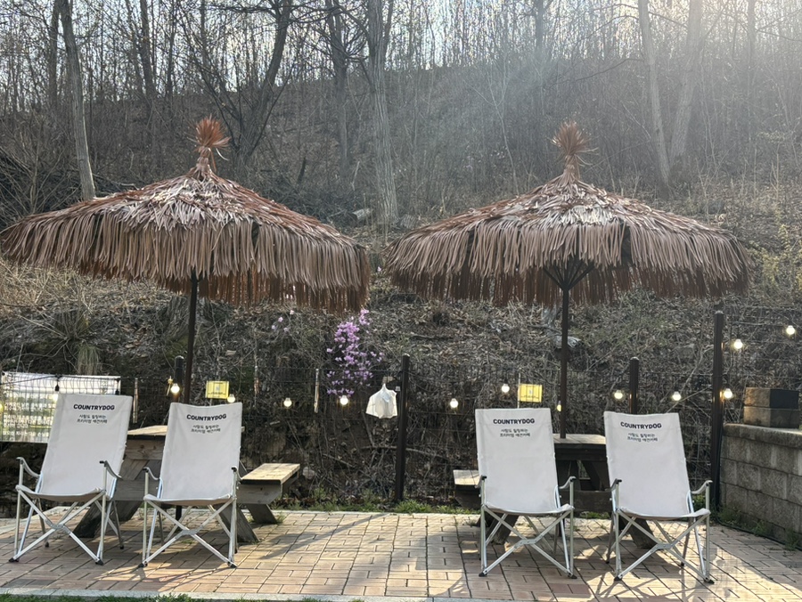 용인 컨츄리독 힐링파크, 넓은 운동장 애견카페 후기 — 사진 9