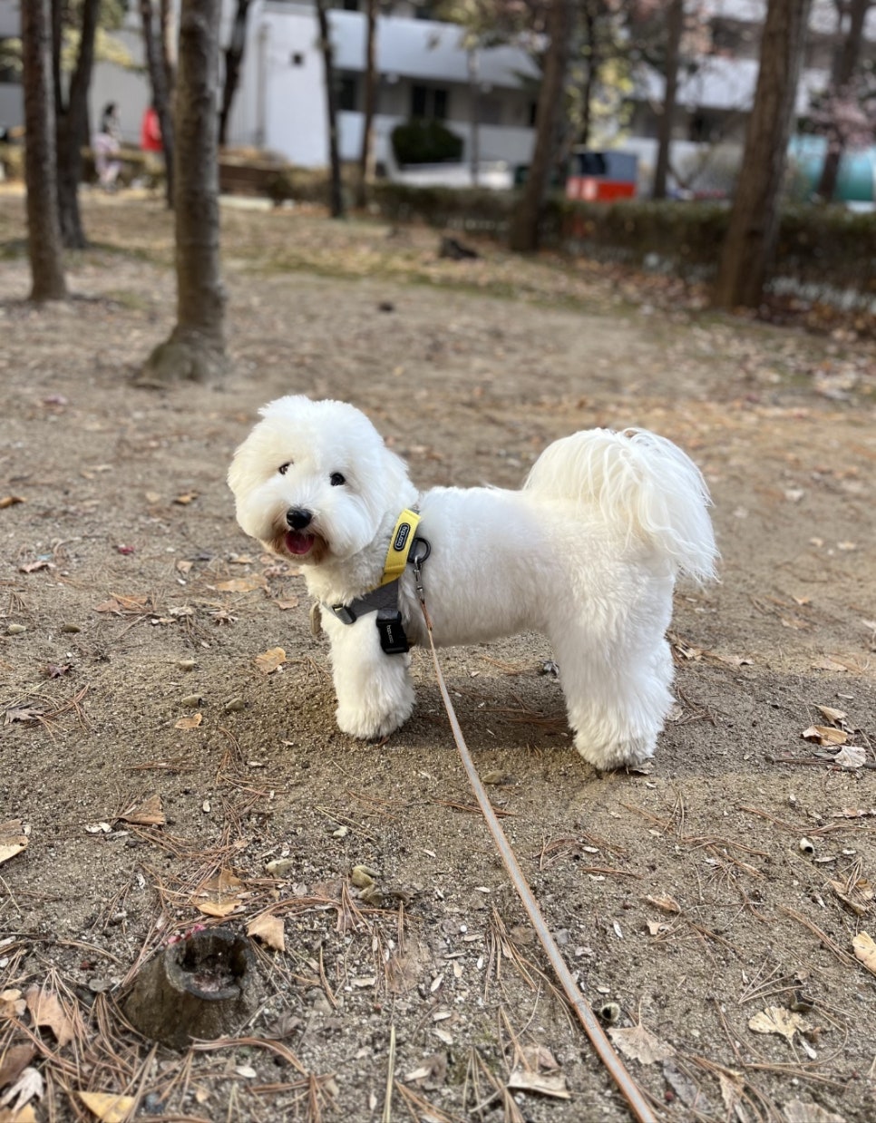 잠실 강아지 유치원: 멍찌네하우스 사회성·인지 발달 프로그램 — 사진 3