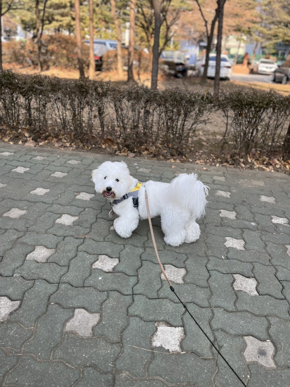 잠실 강아지 유치원: 멍찌네하우스 사회성·인지 발달 프로그램 — 사진 2