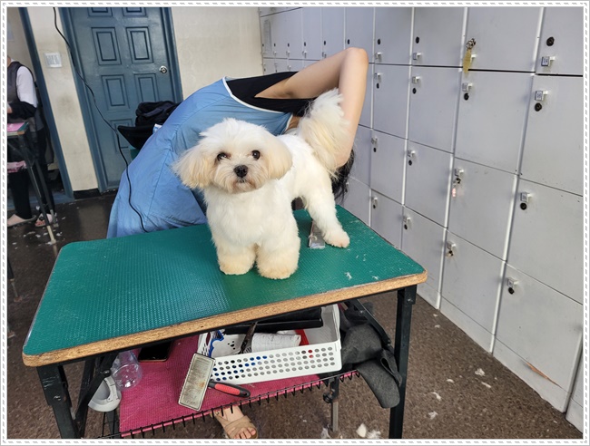강남 강아지 미용학원: 실습 중심 커리큘럼으로 실력 완성 — 사진 6