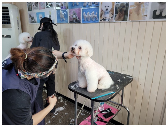 강남 강아지 미용학원: 실습 중심 커리큘럼으로 실력 완성 — 사진 3