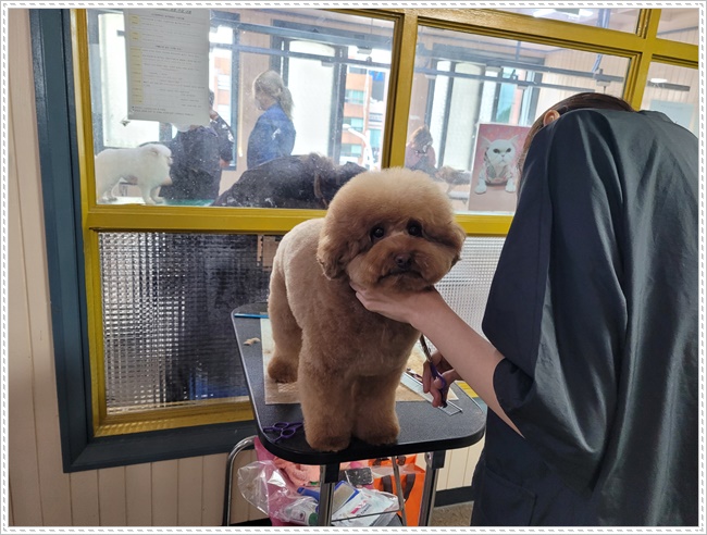 강남 강아지 미용학원: 실습 중심 커리큘럼으로 실력 완성 — 사진 8
