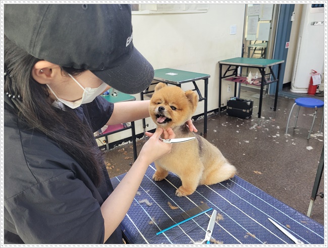 강남 강아지 미용학원: 실습 중심 커리큘럼으로 실력 완성 — 사진 7