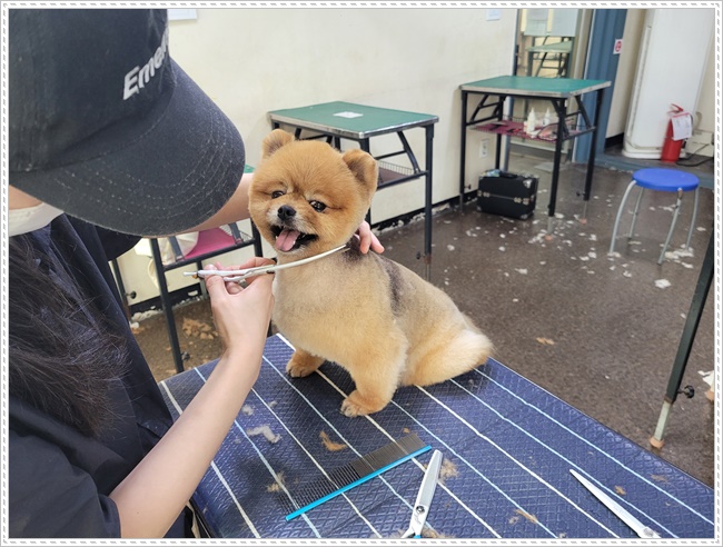 강남 강아지 미용학원: 실습 중심 커리큘럼으로 실력 완성 — 사진 5
