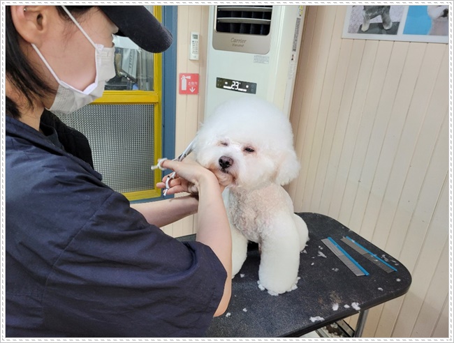 강남 강아지 미용학원: 실습 중심 커리큘럼으로 실력 완성 — 사진 2