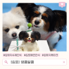 김포 댕콤달콤 강아지 생일 케이크 후기