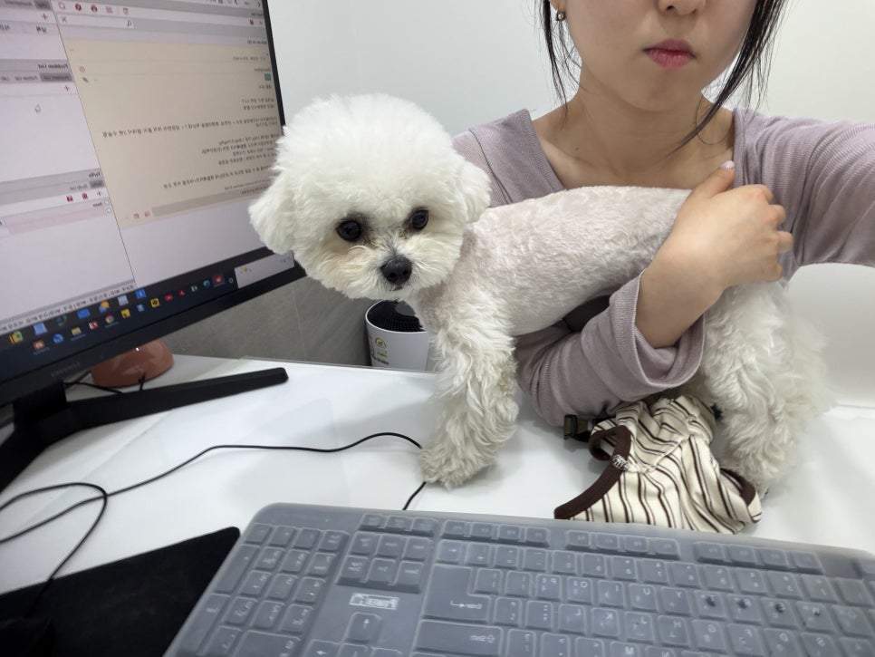 강남 24시 동물병원 도곡치유, 야간할증 없는 응급진료 후기 — 사진 11