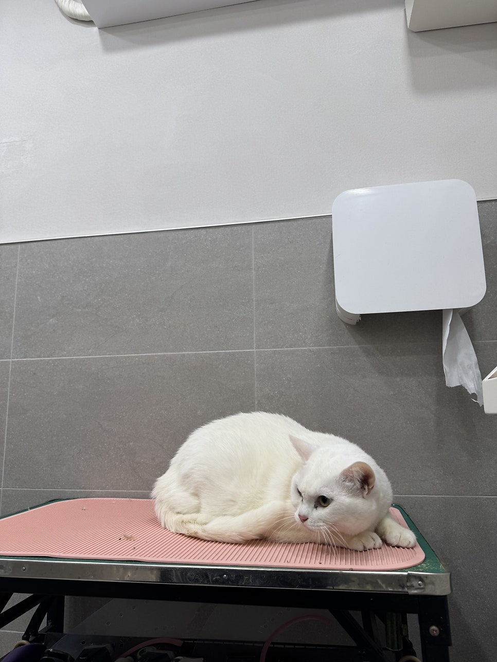 강남 고양이 미용 추천: 드림캣살롱 무마취 전문점 — 사진 5